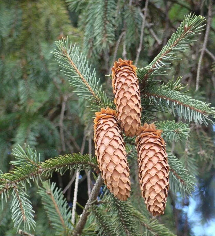 Ель европейская. Шишка Picea orientalis. Picea sibirica шишки. Ель европейская (обыкновенная) шишки. Ель обыкновенная шишка.