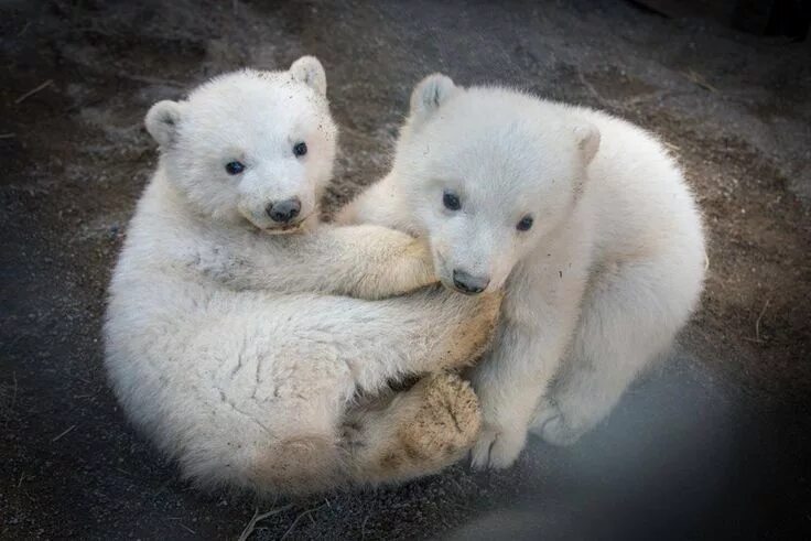 Как выглядят белые медвежата 54 Cute Baby Animals To Get You Through Anything Baby polar bears, Cute polar be