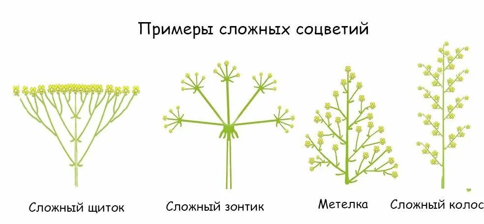 Сложный зонтик соцветие примеры растений. Сложный щиток соцветие схема. Сложный щиток схема. Сложные соцветия сложный щиток. Щитковидная метелка соцветие.