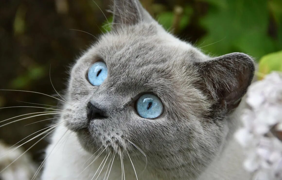 Породы котов с голубыми глазами. Охос азулес длинношерстный. Охос азулес серый. Порода Охос азулес. Порода кошек Охос азулес.