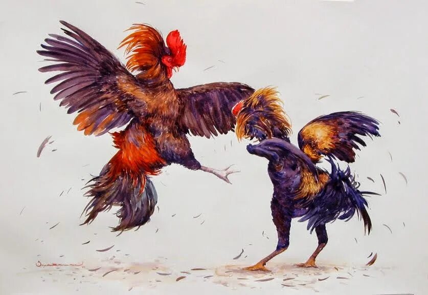 Cock fight