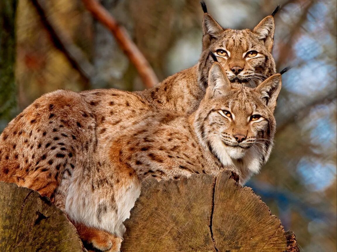 Lynx issiodorensis. Рысь. Красивая Рысь. Рысь на дереве.