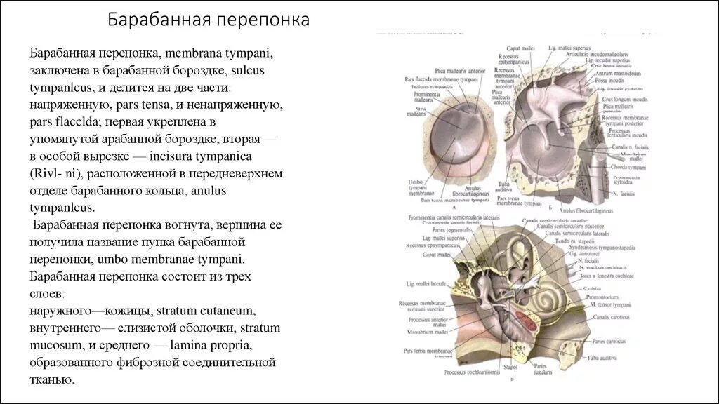 Барабанная перепонка строение и функции. Особенности барабанной перепонки. Барабанная перепонка функции. Барабанная перепонка делится на две части.