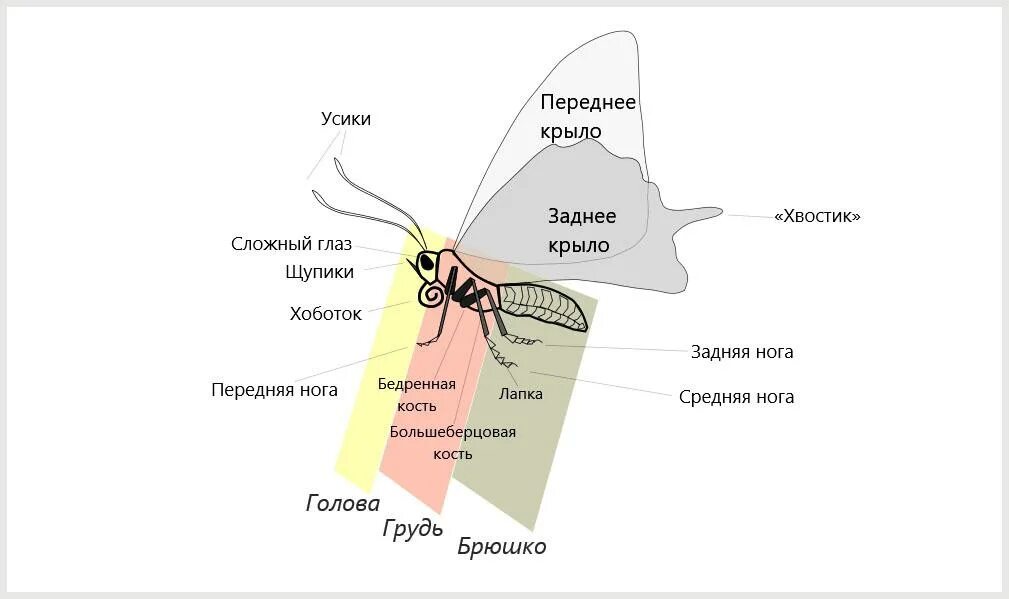 Куда ус