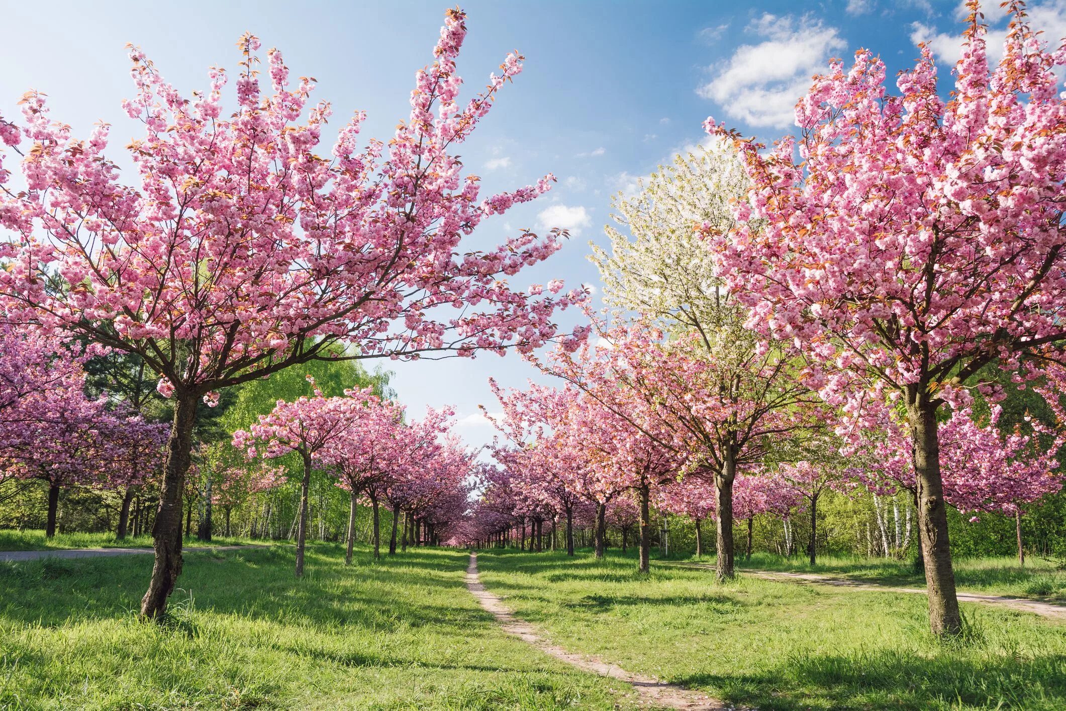 Черри блоссом дерево. Сакура черри блоссом. Blossom com