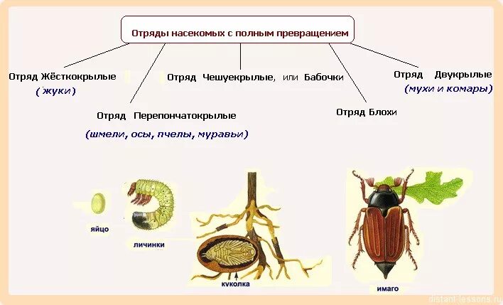 Божья коровка неполное превращение. Стадии развития Майский Жук схема. Цикл развития майского жука схема. Онтогенез насекомых. Жук-олень Тип развития полное или неполное.