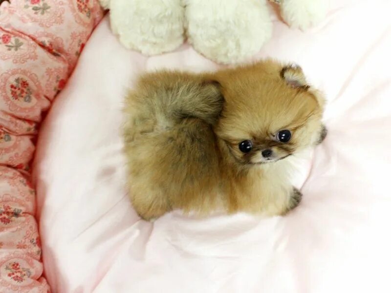 Pomeranian boo мишка. Миниатюрный померанский шпиц. Померанский шпиц медвежонок стриженный. Самые милые щенки маленькие. Ну очень дешевые.