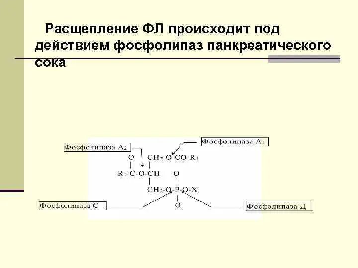 Липиды образуются в результате расщепления крахмала. Липиды образуются в результате расщепления крахмала