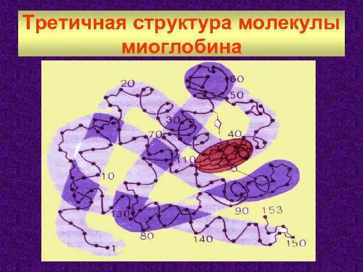 Какова функция миоглобина. Структура молекулы миоглобина. Молекула миоглобина строение. Третичная структура миоглобина. Структура миоглобина биохимия.