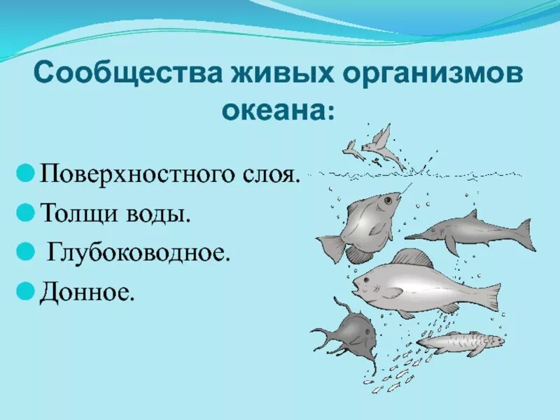 Обитание в толще воды. Сообщество толщи воды обитатели. Сообщества морей и океанов. Животные обитающие в толще воды. Сообщества организмов в океане.