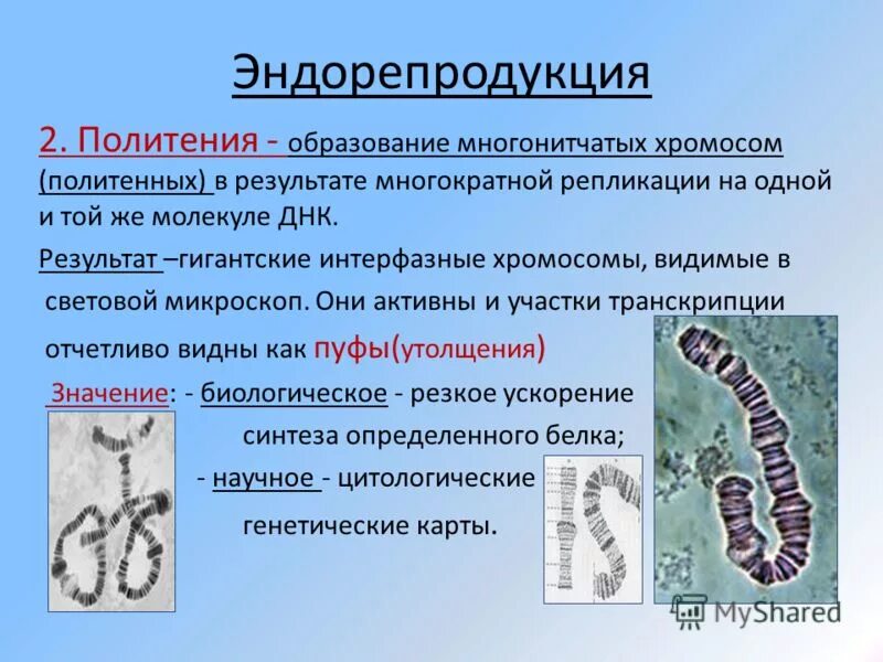Строение и функции интерфазных и метафазных хромосом. Интерфазная форма хромосом это. Какое строение имеет интерфазная хромосома. Какое строение имеет интерфазная хромосома. Какое строение имеет интерфазная хромосома.
