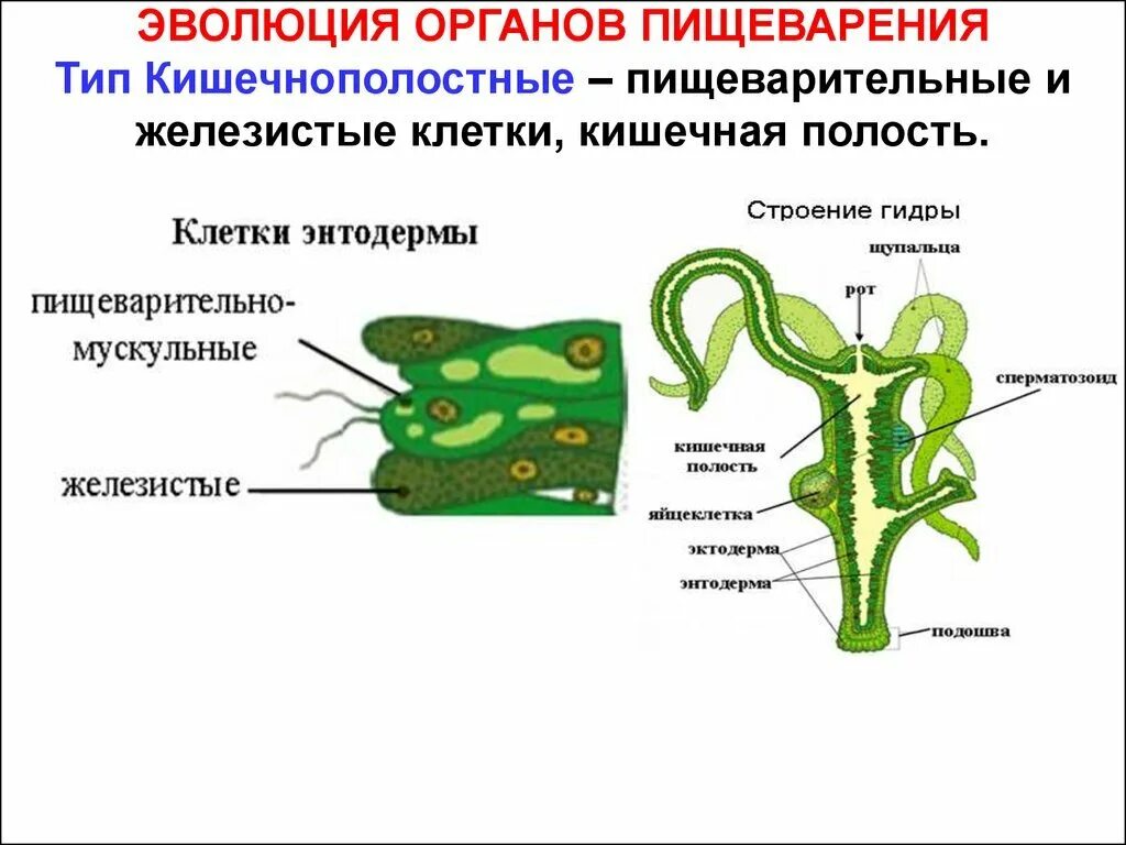 Гидра строение и функции клеток. Строение пищеварительной системы кишечнополостных схема. строение пищеварительной системы гидры. тип кишечнополостные пищеварительная система. эволюция пищеварительной системы кишечнополостных.