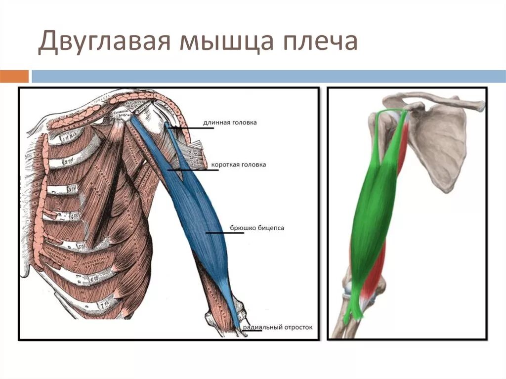 К чему крепится бицепс. Сухожилие двуглавой мышцы плеча анатомия. Клювовидно-плечевая мышца анатомия. Головки двуглавой мышцы плеча. Сухожилие длинной головки двуглавой мышцы плеча.