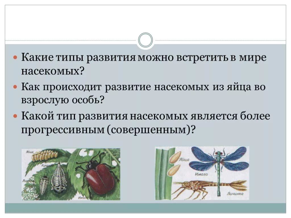 Как происходит развитие насекомых 4 класс естествознание. Типы развития насекомых. как происходит развитие насекомых. типы развития насекомых презентация. типы развития насекомых 7 класс.