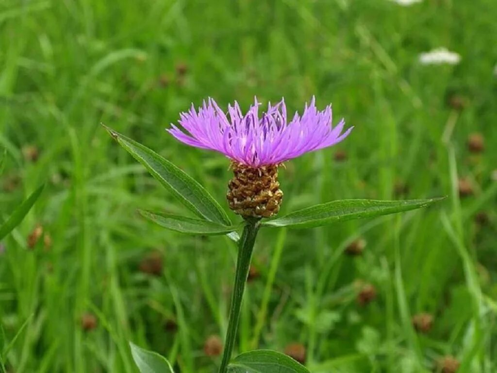 Травянистый. Василёк Луговой. Медонос Василек Луговой. Centaurea jacea. Растения Луга Василек Луговой.