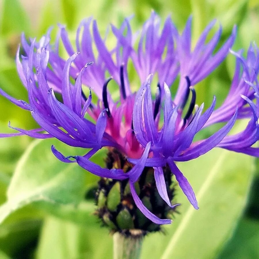 Купить билеты на василек. Василек горный (Centaurea Montana). Василек горный грандифлора. Василек горный многолетний синий. Василек горный grandiflora.