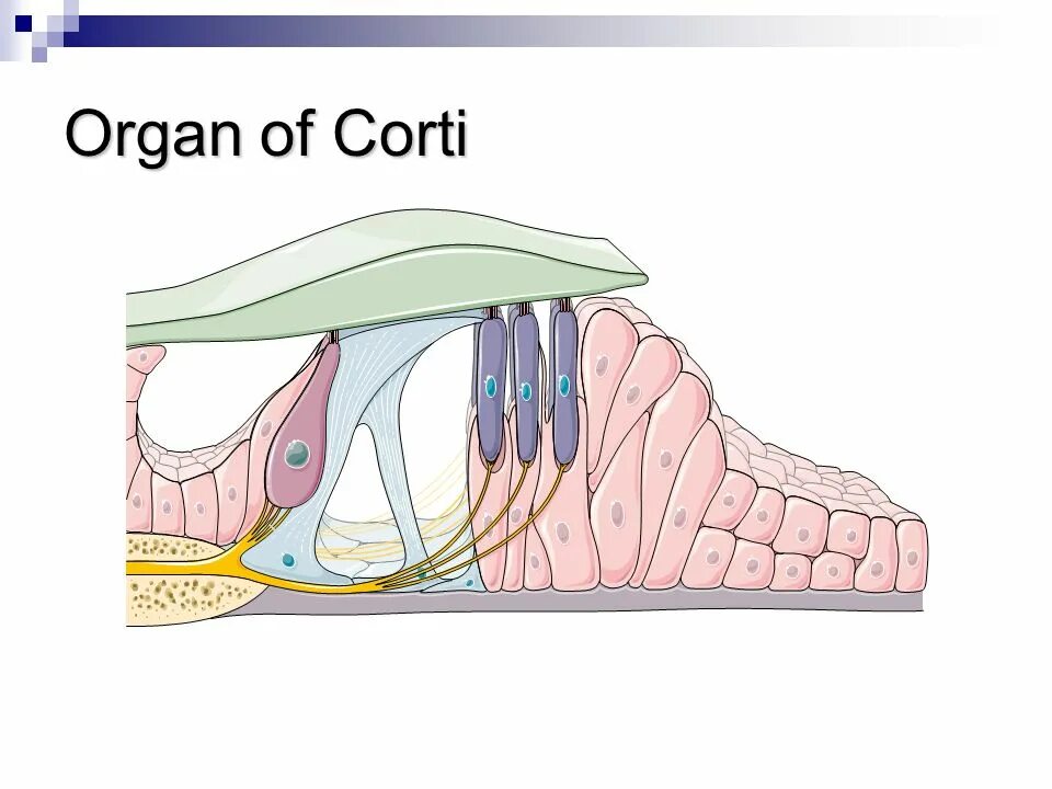 Organ of corti. Corti organ. Орган корти препарат. Stria vascularis внутреннего уха. Кортиев орган.
