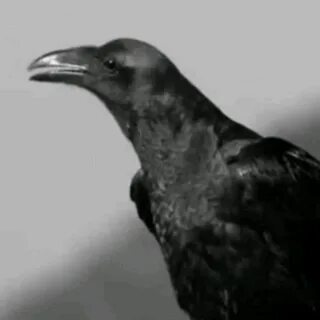Как каркает ворон