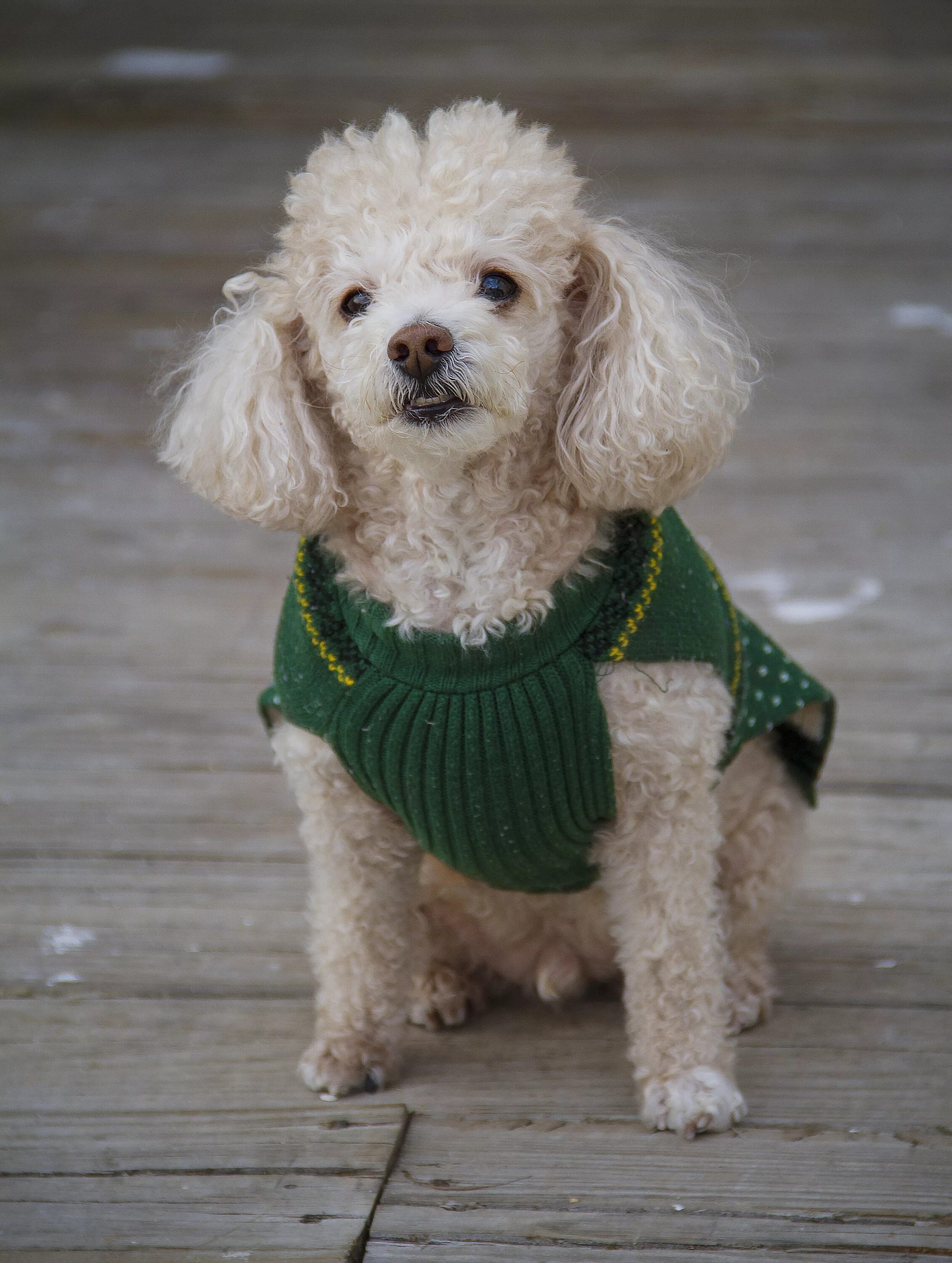 Пудель порода собак. Карликовый пудель. Той пудель. Toy Poodle собака. Маленькие пудели породы собак