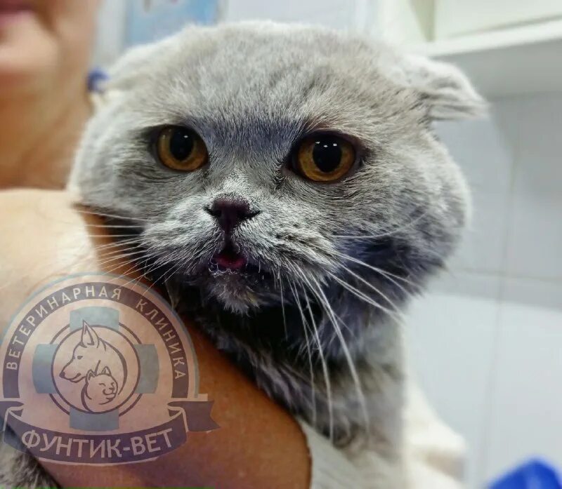 Ветклиника зеленоград фунтик вет. Фунтик зеленоград. Ветеринарные клиника зеленоград фунтик. Фунтик зеленоград ветеринарная. Ветеринарные клиника зеленоград фунтик.