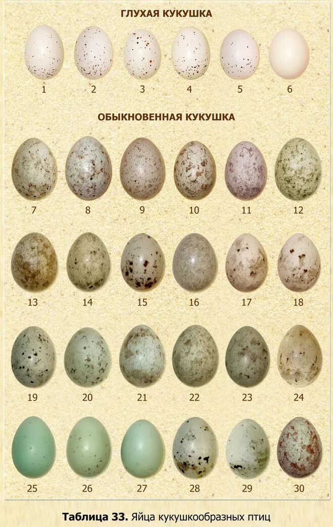 На каких картах какие яйца. Яйцо кукушки размер. Яйца птиц средней полосы. Яйца кукушки и перепелиные яйца. Цвета яиц птиц.