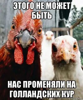 Куры мемы