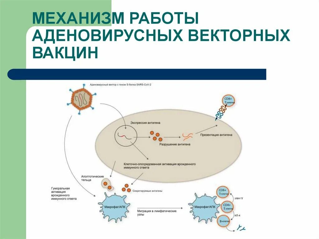 Механизм вакцин. Векторные вакцины. Механизм векторной вакцины. Векторные вакцины примеры. Механизм формирования адаптивного иммунного ответа.