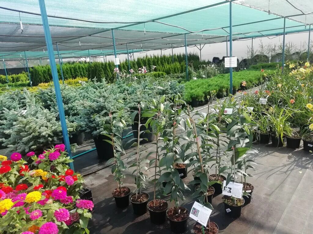 сибирские газоны кемерово. сбор тюльпанов. сибирские газоны кемерово. сибирские газоны новосибирск кольцово кустарники декоративные. сибирские газоны новосибирск кольцово тюльпаны.