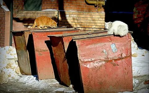 3 кошары