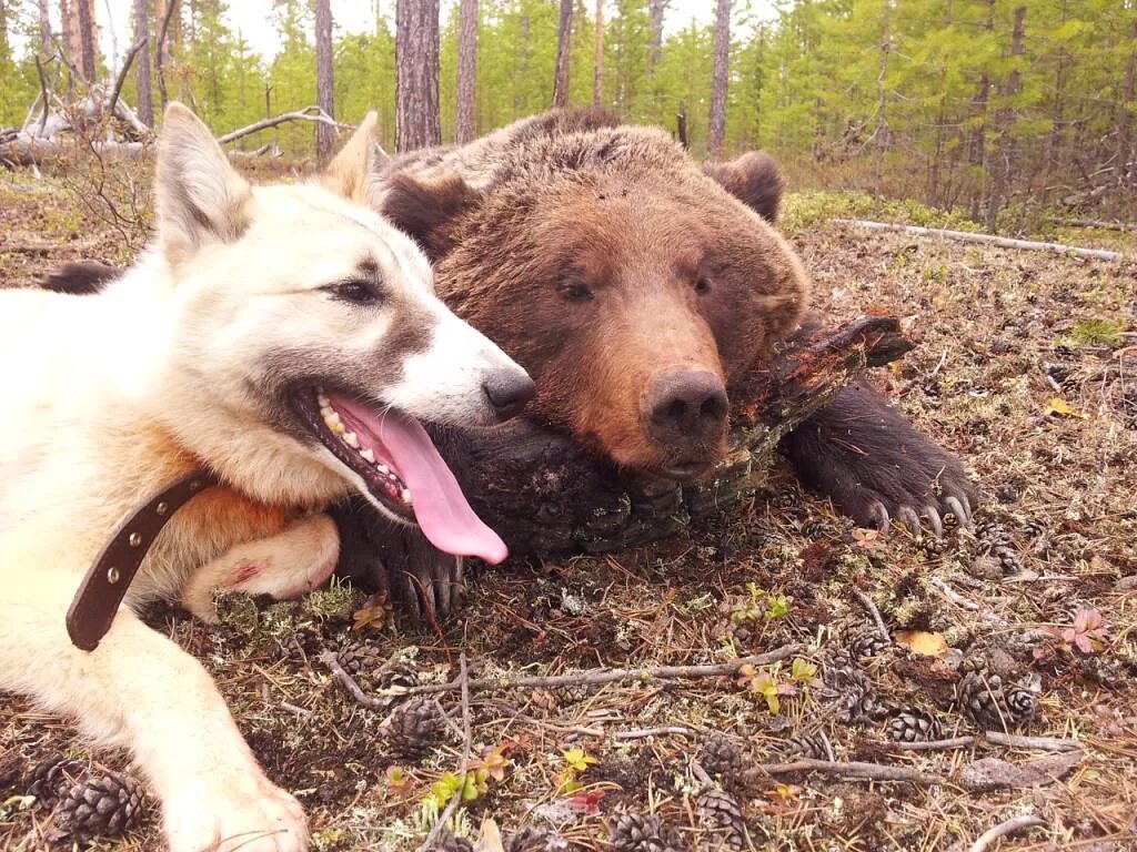 Собака вывела из леса медведей. Лайка охотничья медвежья. Медведь и собака.