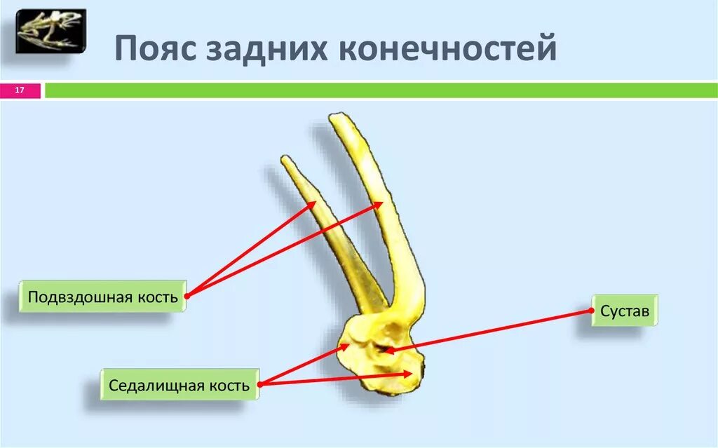 Скелет передней конечности птиц состоит из. Скелет птицы строение пояс задних конечности. Скелет птицы пояс задних конечностей кости. Скелет птицы пояс передних конечностей. Пояс задних конечностей у птиц.