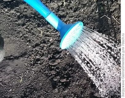 Полив земли марганцовкой