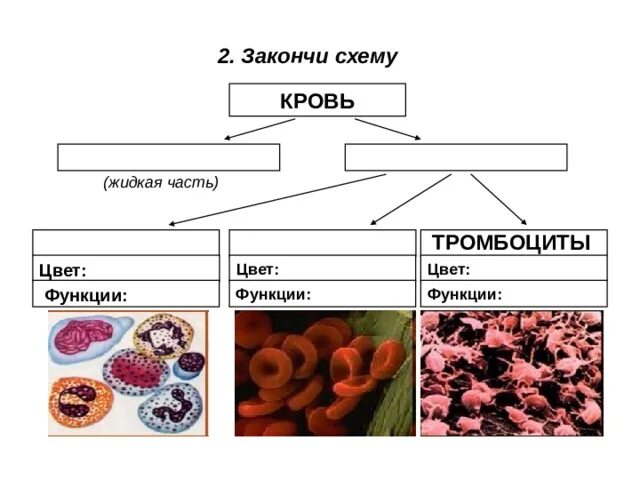 Кровь жидкая часть таблица. Закончи схему кровь жидкая часть. Схема крови. Функции крови схема. Состав крови схема.