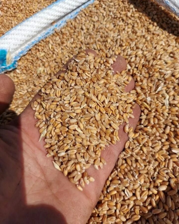 Продовольственное зерно пшеницы. Пшеница ячмень кукуруза. Дерть ячменная. Зерноотходы ржаные.