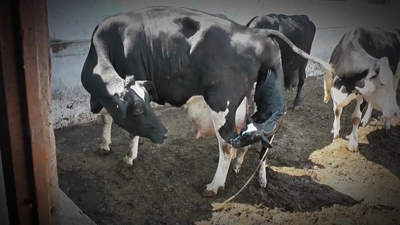 Корову принесли в жертву. Стельная корова.
