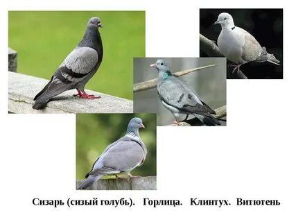 Сравнение голубей