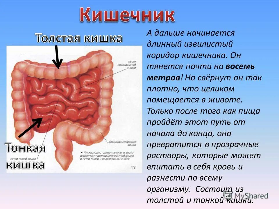 3 отдела тонкого кишечника. Длинная тонкая кишка. Сколько метров тонкий кишечник у человека. Длинная тонкая кишка. Тонкий кишечник строение и функции анатомия.