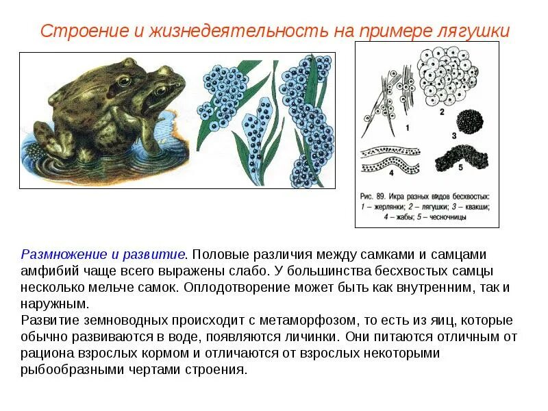 Строение и размножение земноводных. Внутреннее оплодотворение у лягушки. строение икринки земноводных. оплодотворение у лягушек схема. икринка амфибий строение.