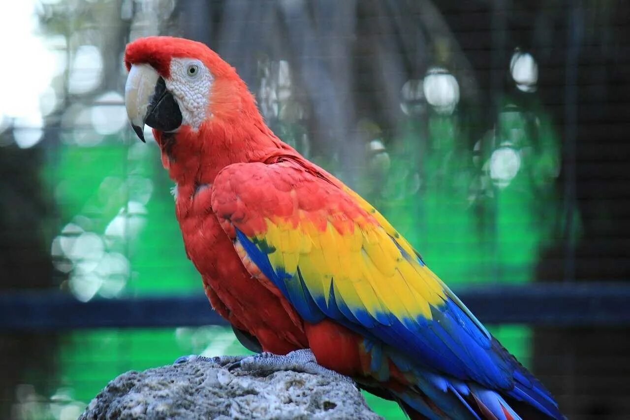 Большой цветной попугай. Попугай ара. Попугай ара попугай ара. Попугай ара красный. Попугай большой красный ара Какаду.