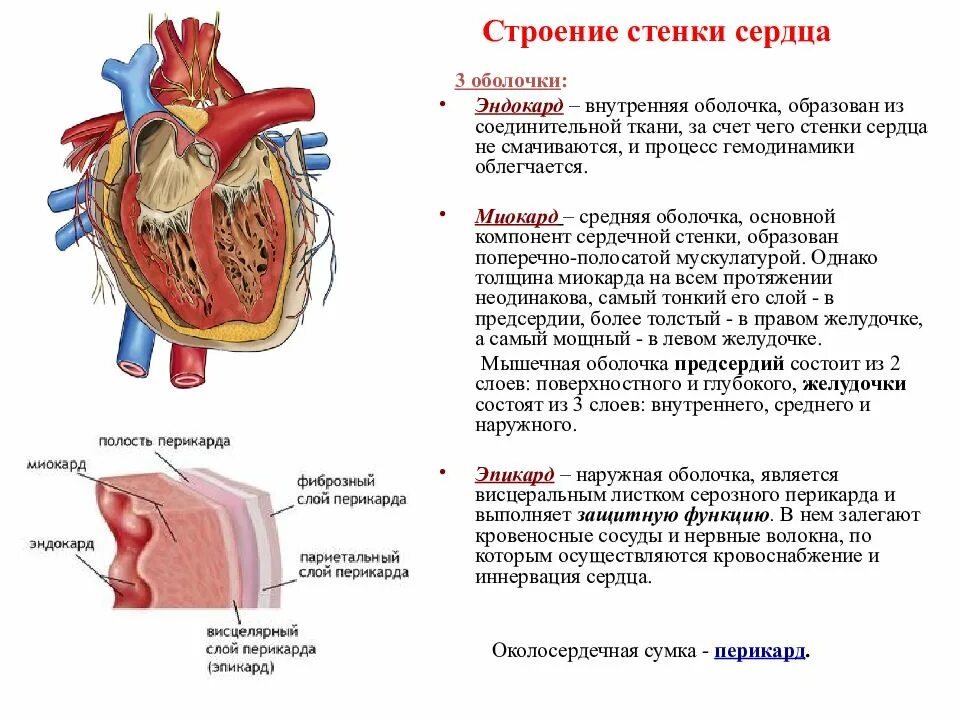 Сердечная строение и функции. Строение сердца 3 слоя. Строение и функции эндокарда. Строение сердца строение стенки клапаны. Строение сердца перикард миокард.