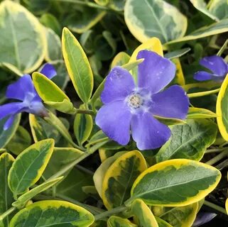 Vinca blue