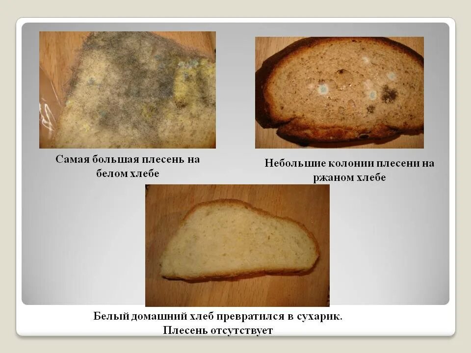 Плесневые грибы часто появляются на хлебе. Плесень на хлебе. Белая плесень на хлебе. Плесневые грибы на хлебе. Проект плесень на хлебе.