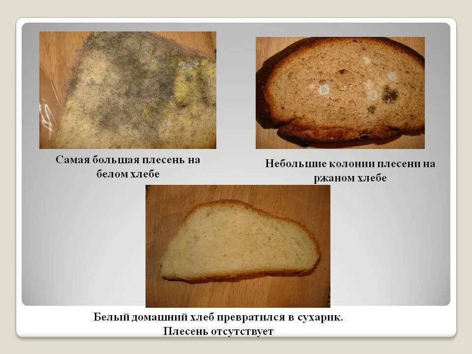 Плесень на хлебе. Белая плесень на хлебе. Плесневые грибы на хлебе. Проект плесень на хлебе. Плесневые грибы часто появляются на хлебе