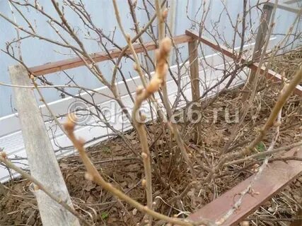 Когда обрабатывать смородину кипятком