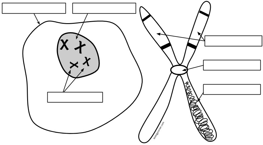 Label these diagrams. Хромосома рисунок карандашом. хромосома раскраска. тейлор грин рисунок хромосомы. 28. labeling the parts of a chromosome.