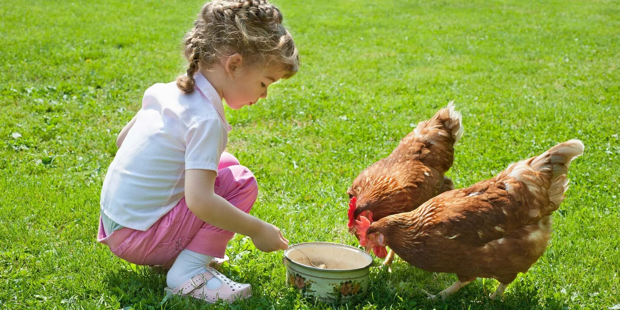 Фотосессия с цыплятами. Курочка для детей. Девочка с курочкой. Фотосессия с курицей. Дети кормят цыплят