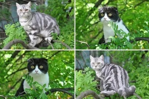 Фенотип кошки