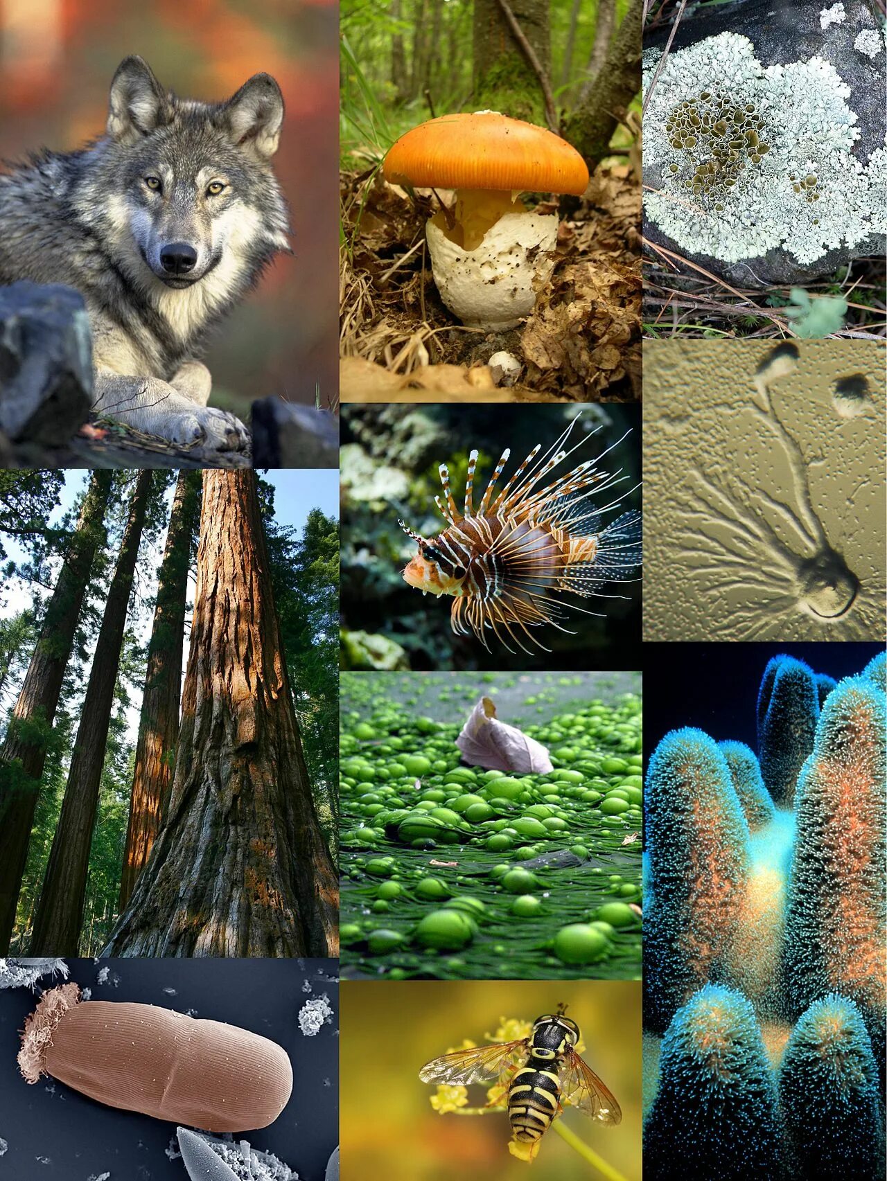 Многообразие сложности. Живые организмы животные. Растения и животные. Эукариоты животные. Многоклеточные эукариоты.