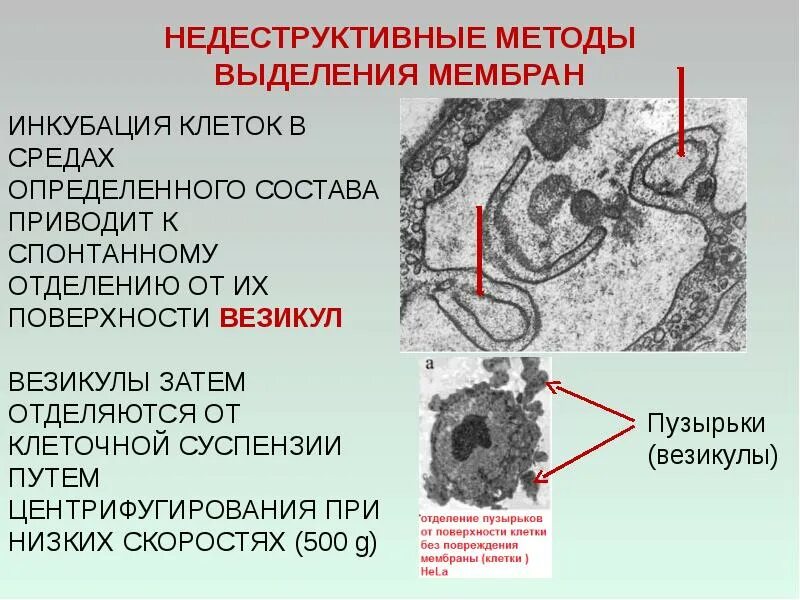 Изучение структуры мембраны метод. Методы изучения мембраны клетки. выделения мембраны. методы выделения клеток. недеструктивный метод.