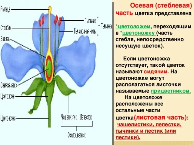 Цветок функции кратко. Стеблевая часть цветка. Название частей цветка. Стеблевая часть цветка представлена. Часть цветка цветоножка.